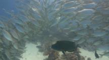 A Napoleon Wrasse Hunts Amid A Huge School Of Silver Scad