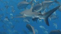 Big-Eye Trevallies Rub Their Bodies Against The Flanks Of A Swimming Gray Reef Shark To Remove Parasites