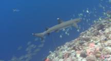 White-Tip Reef Shark Swims Along Coral Reef And Into Dense School Of Moorish Idols