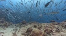 Large School Of Silver Fish And Sharks Swim In Extremely Strong Current