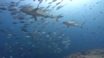 Male Gray Reef Shark Follows Female During Mating Season