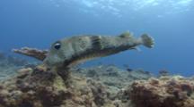 Medium Shot Of Swimming Porcupinefish Showing Spines, Then Fins, Then Eye.
