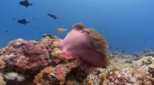 Wide Shot Of Pink Anemone And Fish In Strong Current