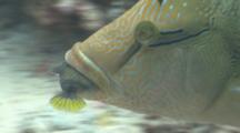 Juvenile Napoleon Wrasse Swimming With Trigger Fish In It's Mouth