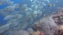 Pov Traveling Shot Over Colorful Coral Reef Towards School Of Silver Fish