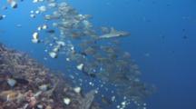 Large School Of Silver Fish Reveal Gray Reef Shark Swimming Over Colorful Diverse Coral Reef