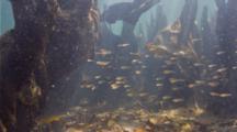 School Of Fish Fry In Mangrove Marine Protected Area