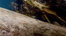 Small Freshwater Shrimp Sits On Log In Fast Flowing River