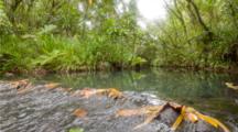 Palauan Jungle River