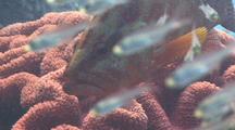 Coral Grouper Swims Through Dense School Of Silversides