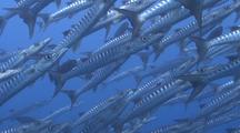 Large School Of Chevron Barracuda Out In The Blue
