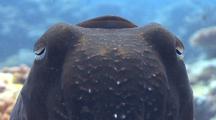 Close Up Shot Of  Cuttlefish Head