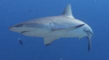 Gray Reef Shark At Cleaning Station Swims Towards Camera