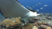 Spotted Eagle Ray Swims Over Corals