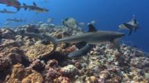 Sharks And Other Predator Fish In A Feeding Frenzy