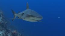 Gray Reef Shark Swims At Camera