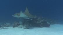Extremely Rare Ornate Eagle Ray Swims Over Sand