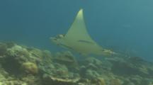 Rare Ornate Eagle Ray Swims Over Coral Reef