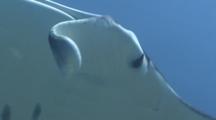 Manta Rolls Up It's Cephalic Lobe As It Swims Over Cleaning Station