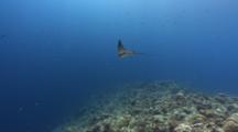 Juvenile Spotted Eagleray Hangs In The Current Above A Coral Reef 