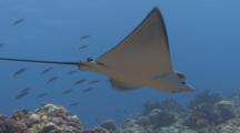 Close Up To Wide Shot Of Juvenile Spotted Eagleray As It Hovers Over A Coral Reef In Strong Current