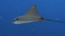  Juvenile Spotted Eagleray Defecates As It Swims In Blue Water