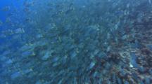 Thousands Of Spawning Sailfin Snappers aggregate Over A Coral Reef