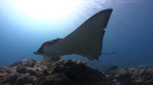 Adult Spotted Eagleray, Backlit, Swims Over Reef