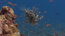 Lionfish Hunting Red-Fin Anthias In Strong Current