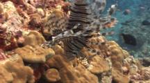 Lionfish Hunting Red-Fin Anthias In Strong Current