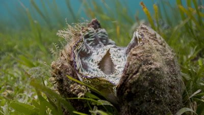 Giant Clam in Sea Grass of atoll lagoon