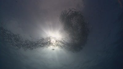 Huge school of fish silhouetted against sun