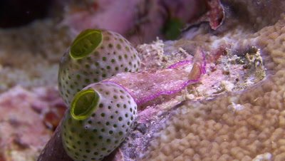Nudibranch moves across reef between 2 sea squirts