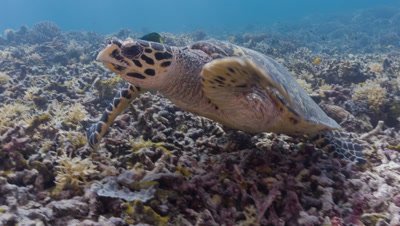 Traveling shot of Feeding Hawksbill Turtle who then swims away