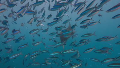 Manta Ray is revealed behind dense school of fish