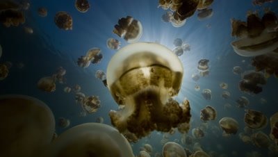 Backlit shot of Jellyfish swarm
