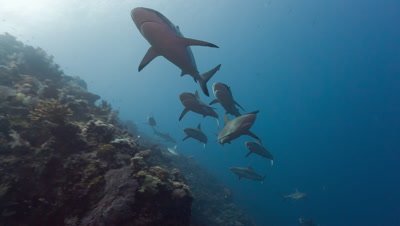 Male Gray Reef Sharks chase a receptive female before mating