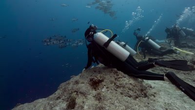 SCUBA Divers cling to rock in current, camera tilts up to show huge school of fish