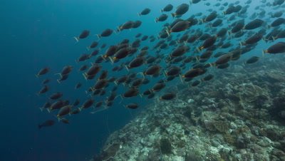 Large school of spawning fish hunted by sharks