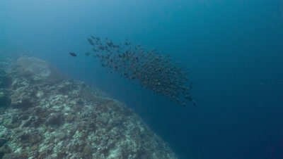 Large school of fish is attacked by Predatory Tuna