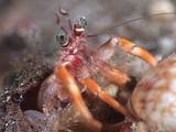 Hermit Crab Feeding