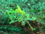Unusual Yellow Spider Crabs, One Eating Other