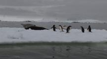 Adelie Penguins  And Crabeater Seals On Sea Ice  Antarctica