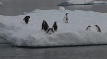 Gentoo Penguins On Sea Ice Jump Into Out Of Sea Antarctica