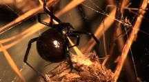 Black Widow Female Wraps Prey In Silk