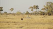 Male Lion Walking Across Savanna.