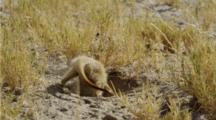 Meerkat Digging For Scorpions.