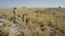 Meerkat Sentinels In The Kalahari