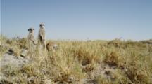 Meerkat Sentinels In The Kalahari
