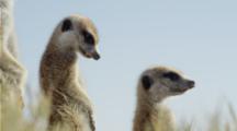 Three Meerkats Standing Sentinel.